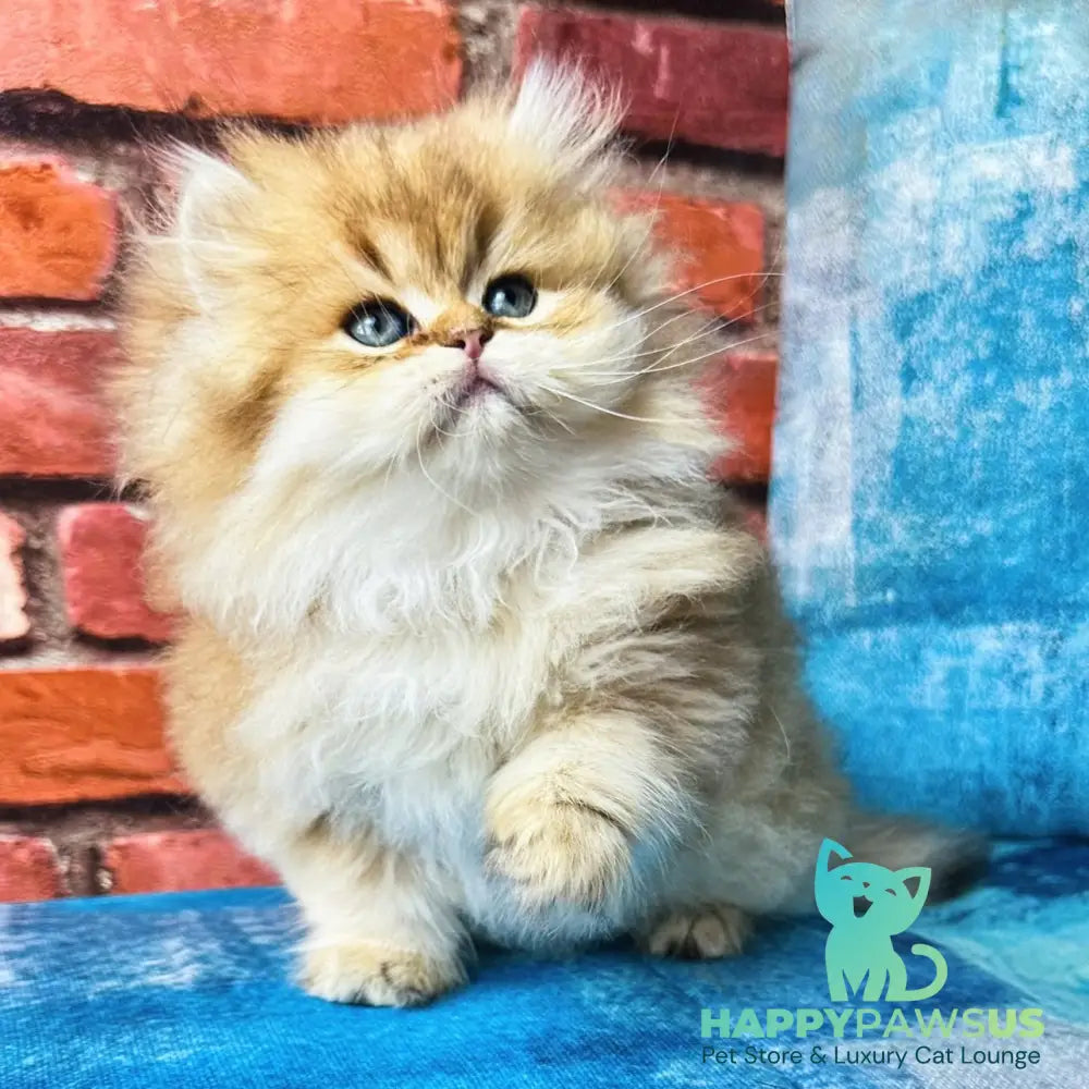 Karyna British Longhair female black golden shaded - live animals