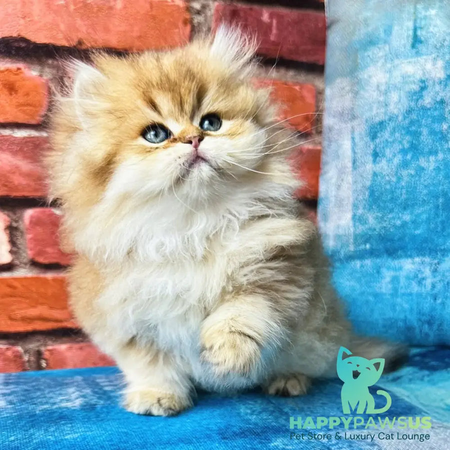 Karyna British Longhair female black golden shaded - live animals