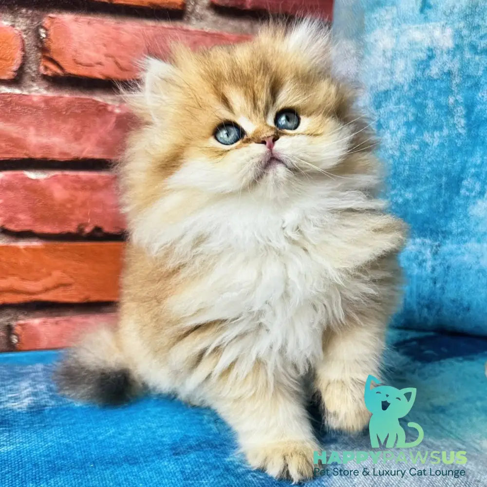 Karyna British Longhair female black golden shaded - live animals