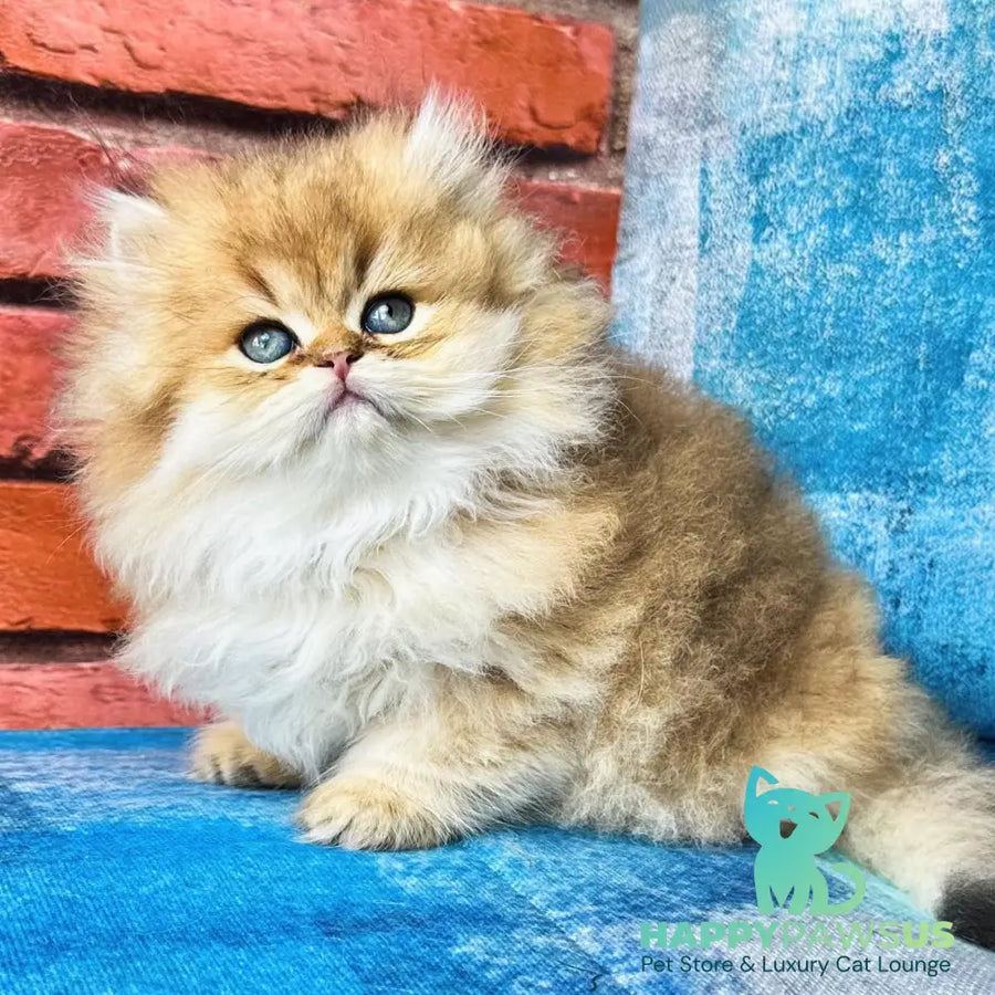 Karyna British Longhair female black golden shaded - live animals