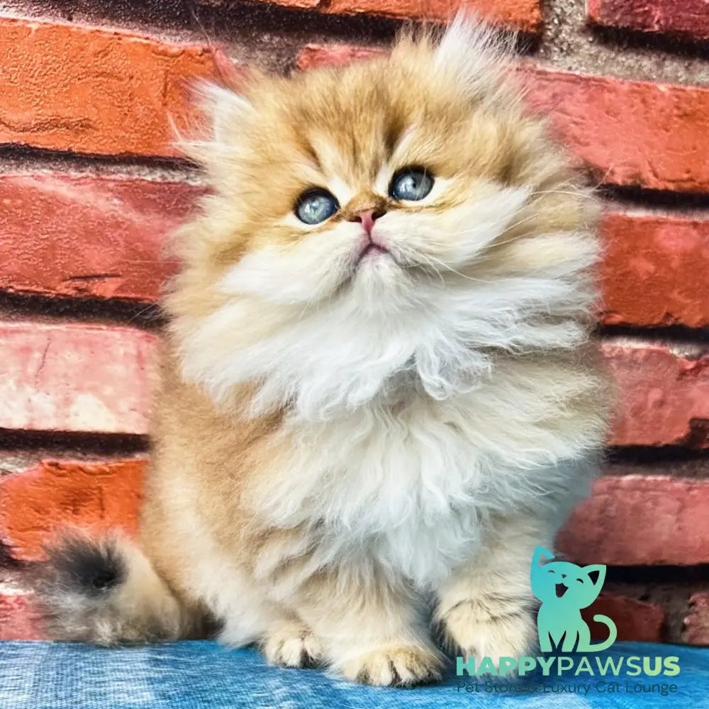 Karyna British Longhair female black golden shaded - live animals