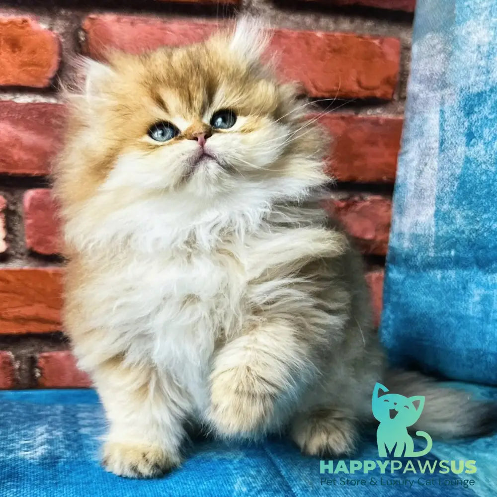 Karyna British Longhair female black golden shaded - live animals