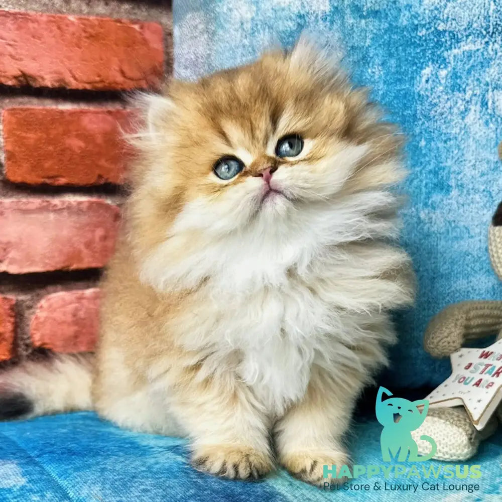 Karyna British Longhair female black golden shaded - live animals