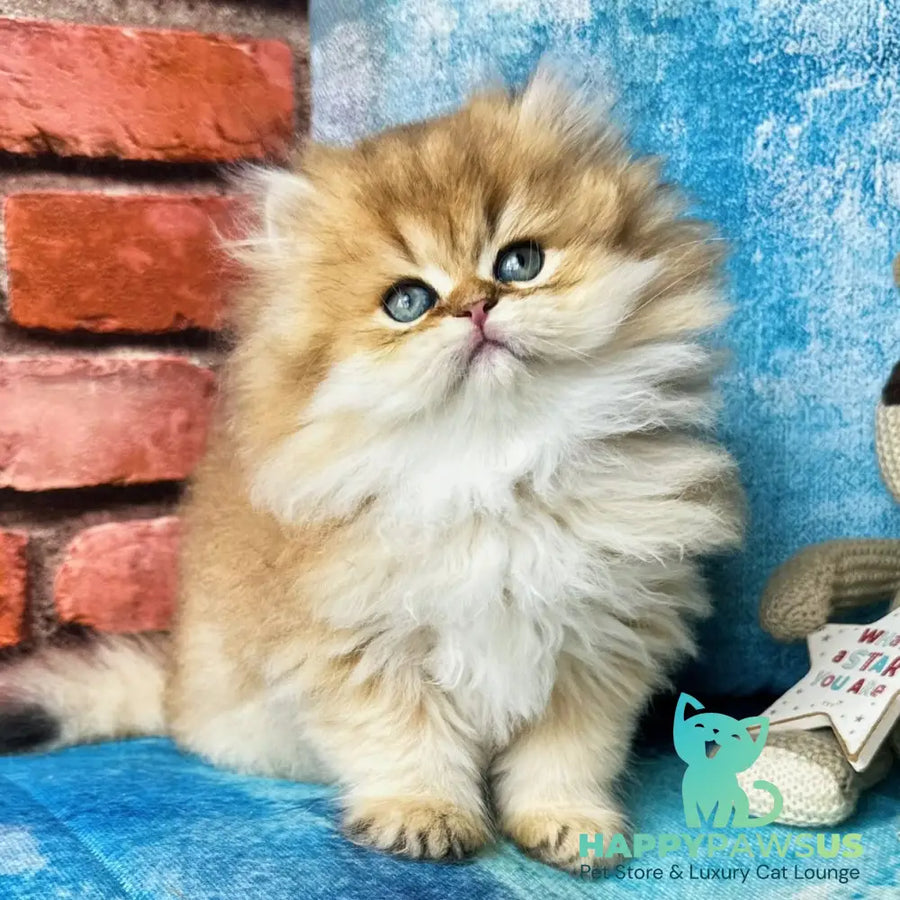Karyna British Longhair female black golden shaded - live animals