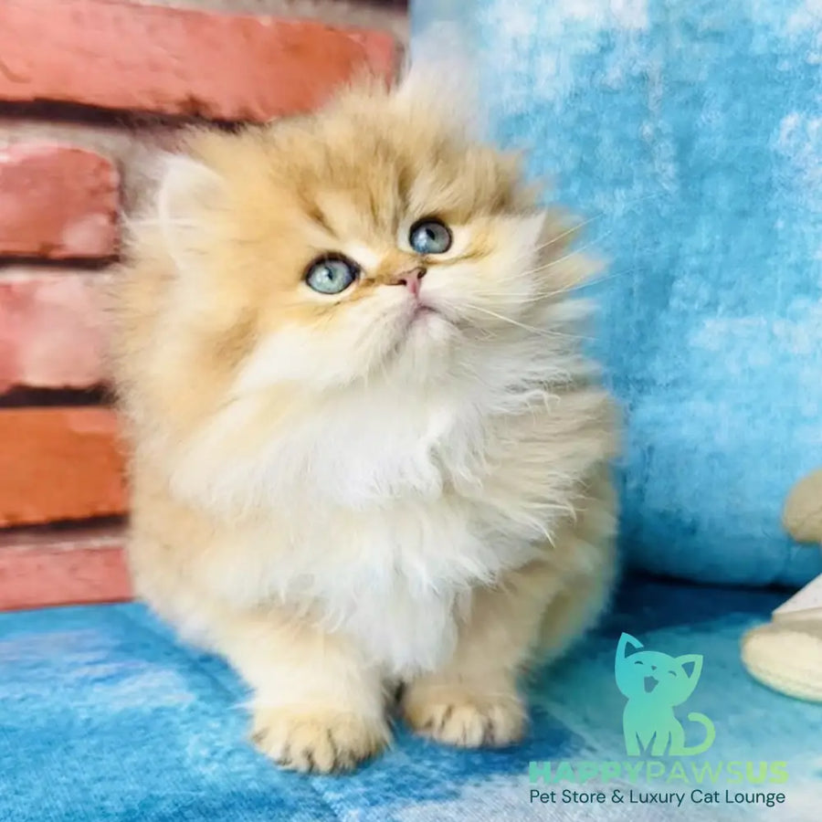 Karyna British Longhair female black golden shaded - live animals