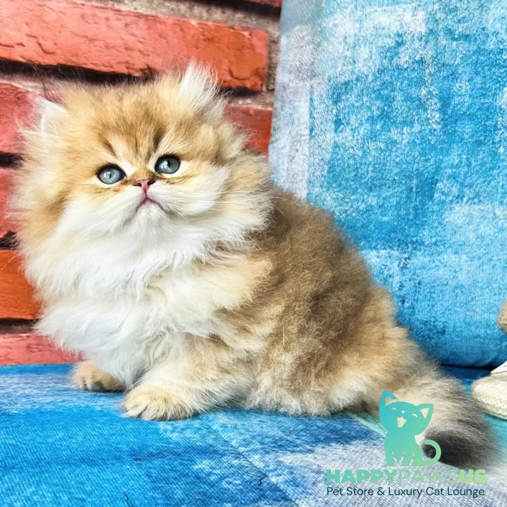 Karyna British Longhair female black golden shaded - live animals