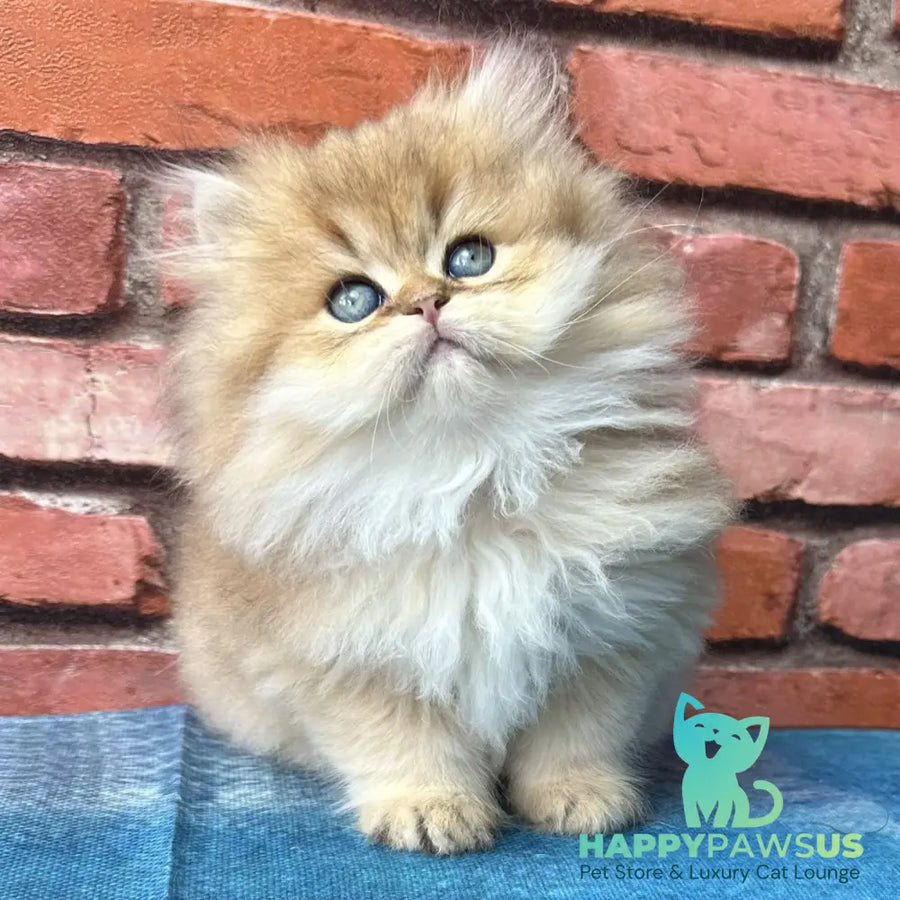 Karyna British Longhair female black golden shaded - live animals