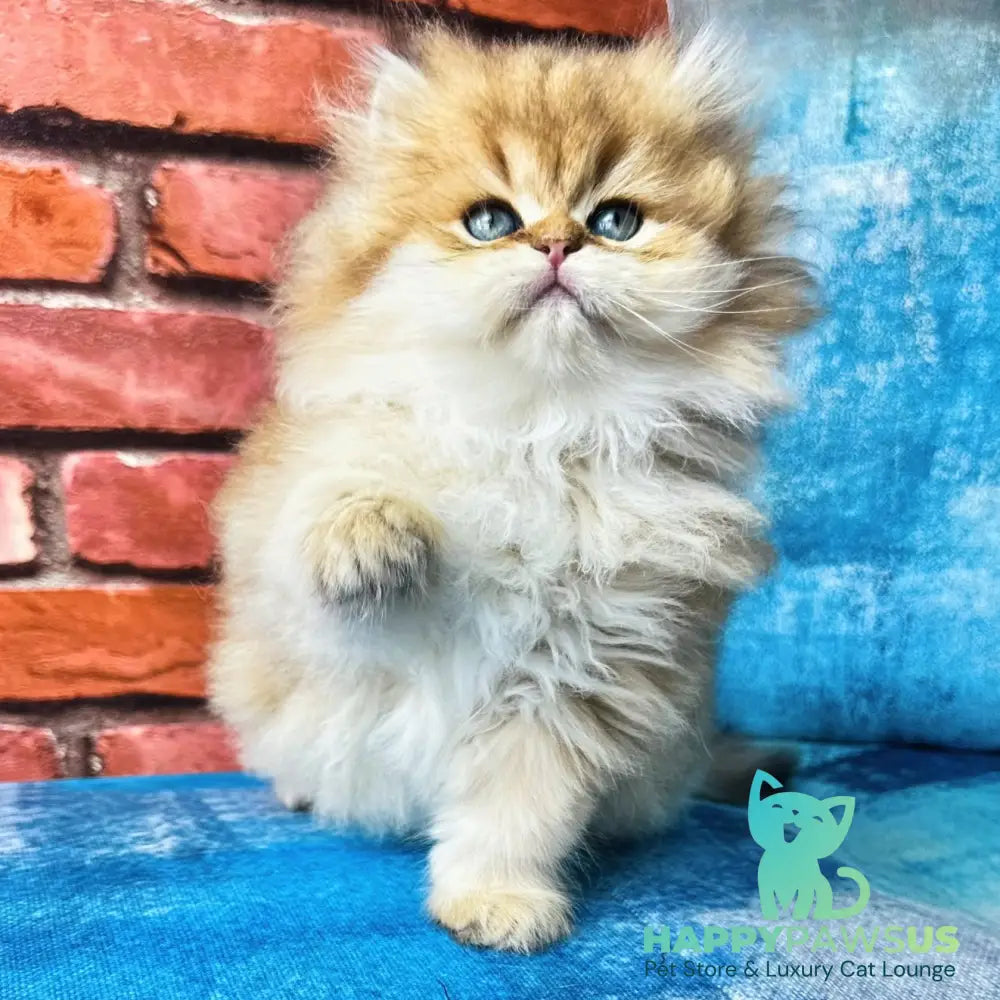 Karyna British Longhair female black golden shaded - live animals