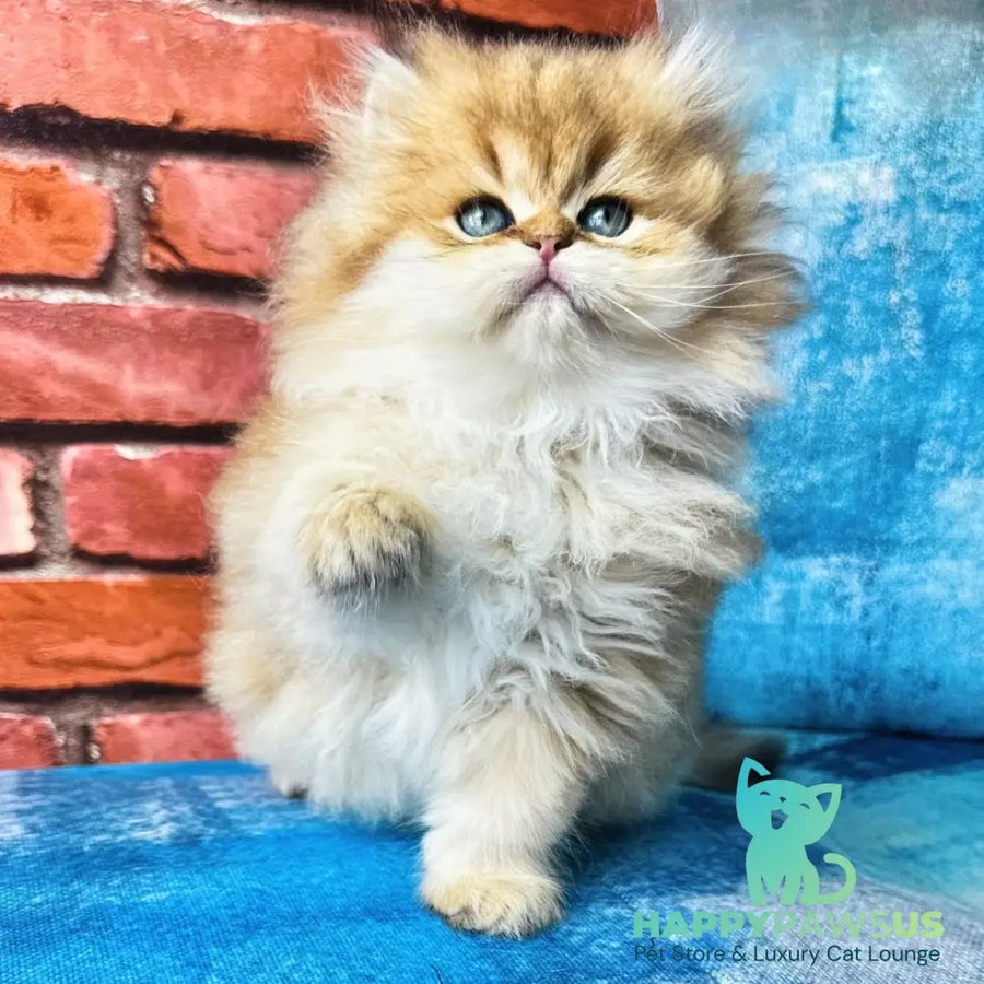 Karyna British Longhair female black golden shaded - live animals