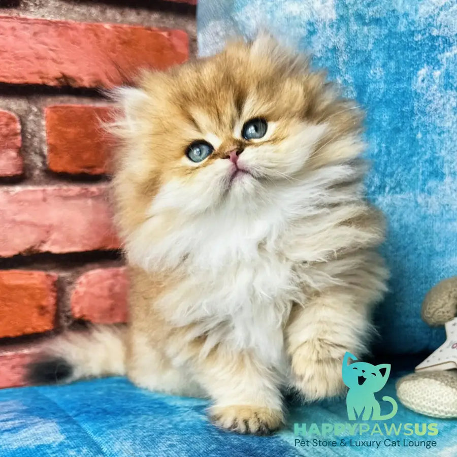 Karyna British Longhair female black golden shaded - live animals