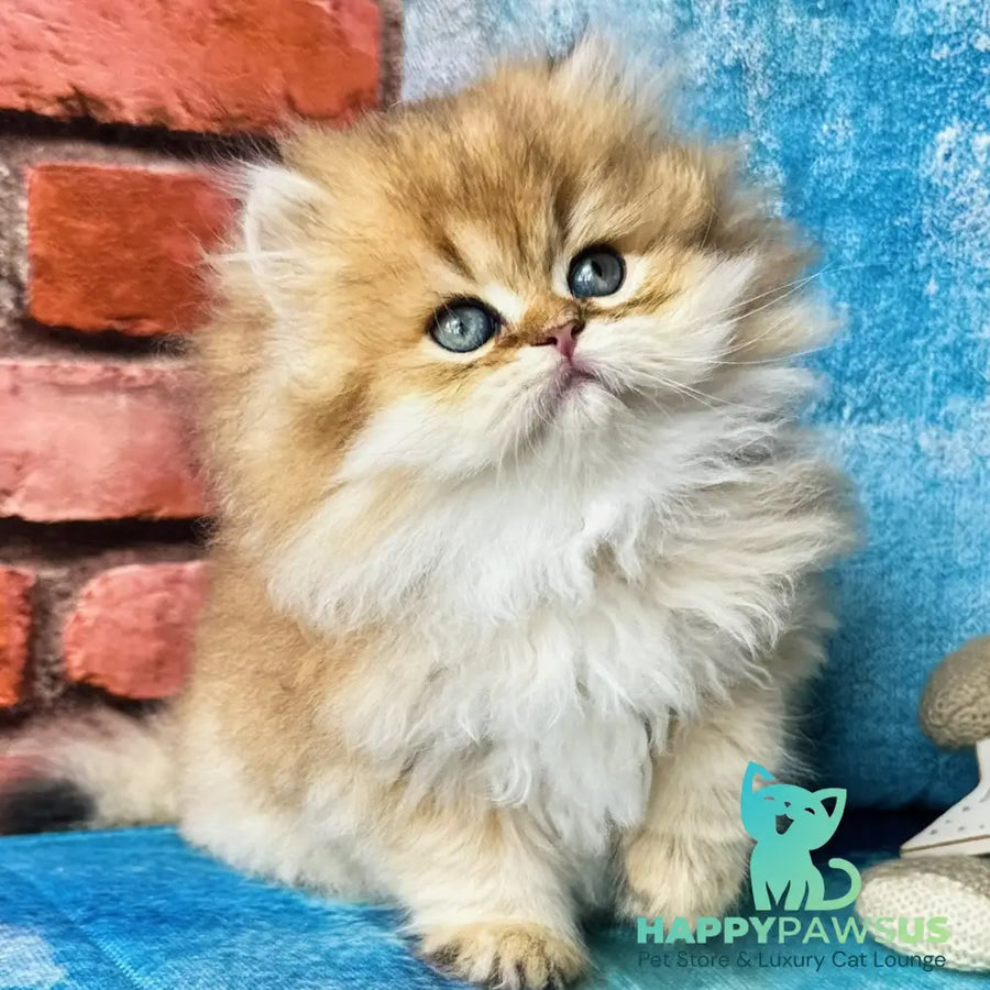Karyna British Longhair female black golden shaded - live animals
