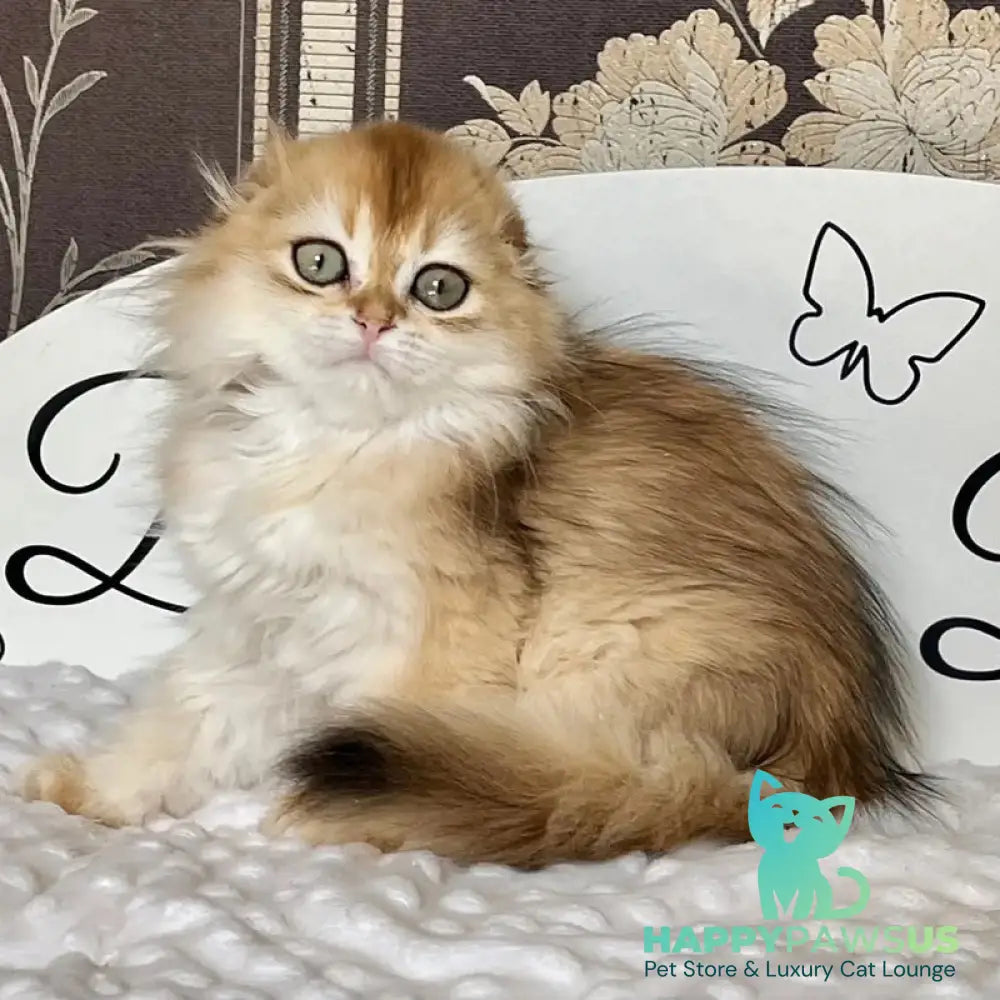 Kasablanka Scottish Fold female black golden shaded - live animals