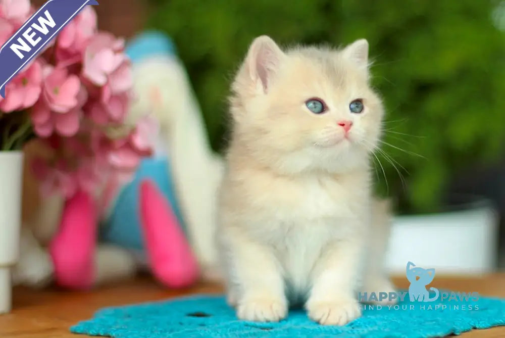 Kasandra British Shorthair female blue golden shaded live animals