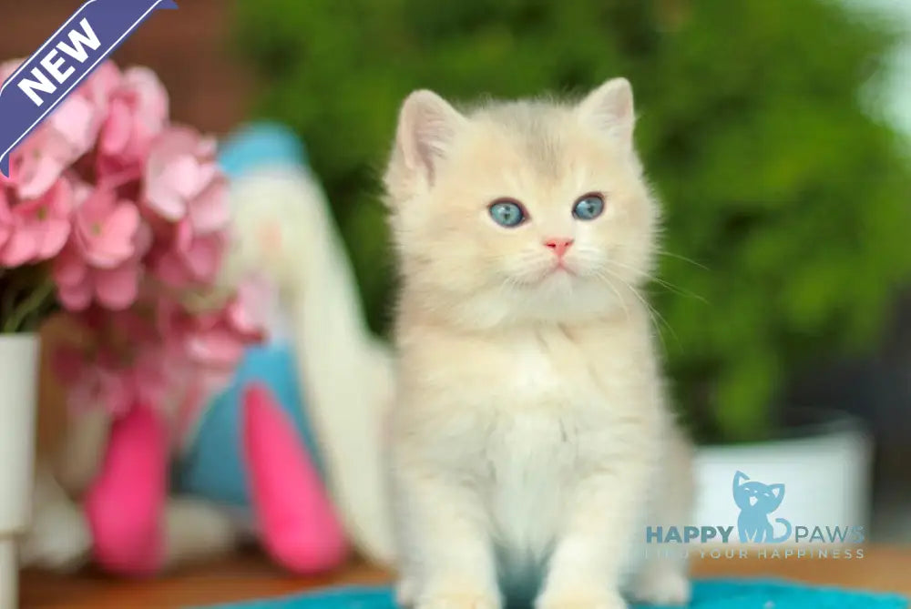 Kasandra British Shorthair female blue golden shaded live animals