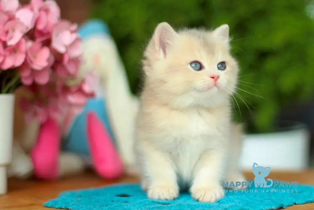 Kasandra British Shorthair female blue golden shaded live animals