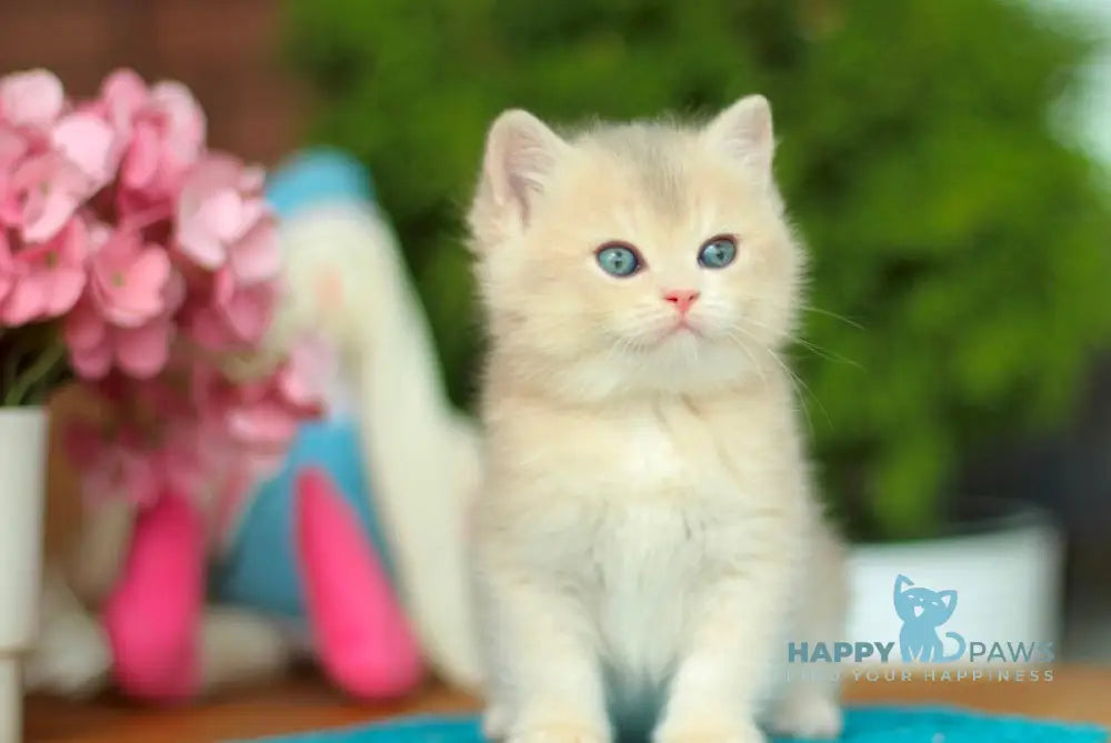 Kasandra British Shorthair female blue golden shaded live animals