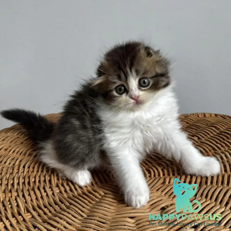 Kash Scottish Fold female black tabby bicolour - live animals