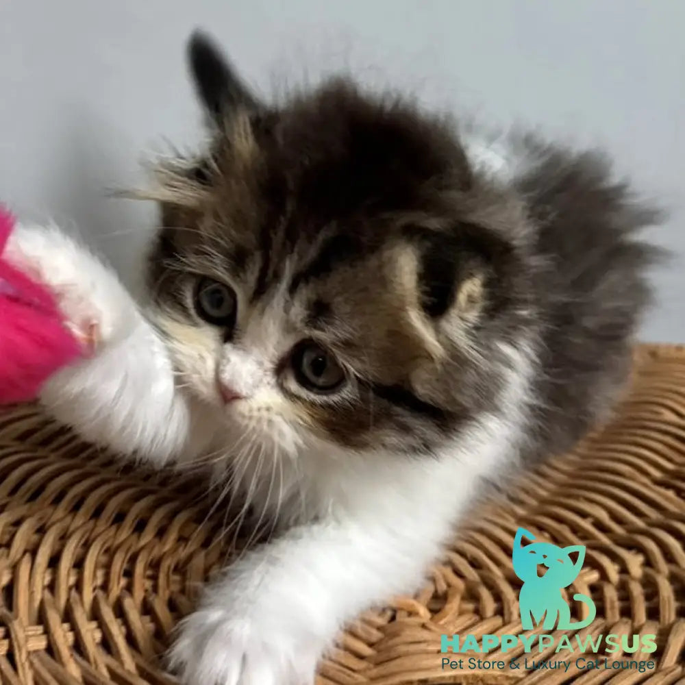 Kash Scottish Fold female black tabby bicolour - live animals