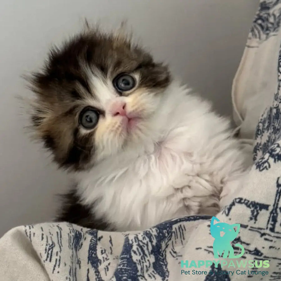 Kash Scottish Fold female black tabby bicolour - live animals