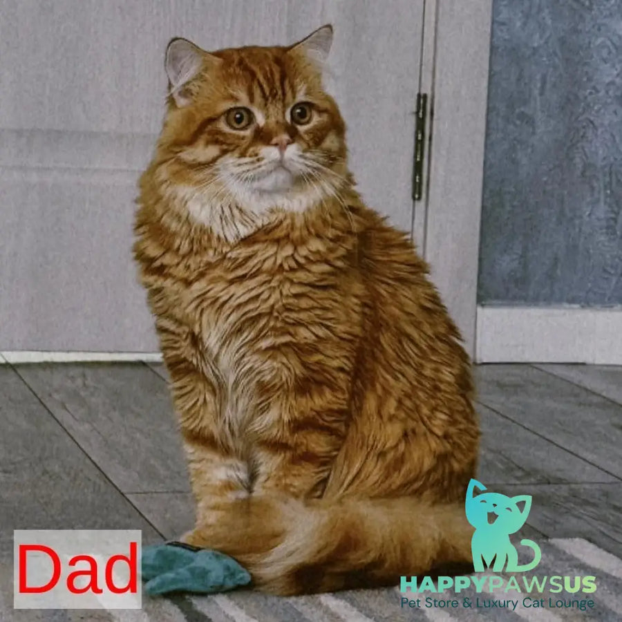 Kash Scottish Fold female black tabby bicolour - live animals