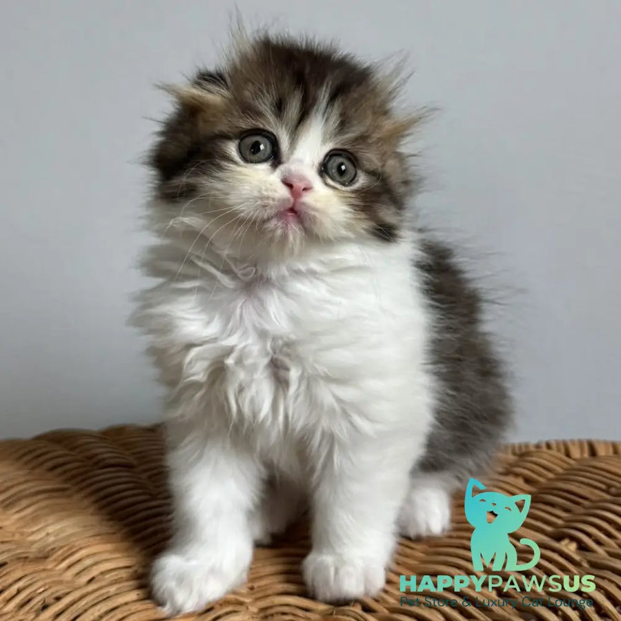 Kash Scottish Fold female black tabby bicolour - live animals