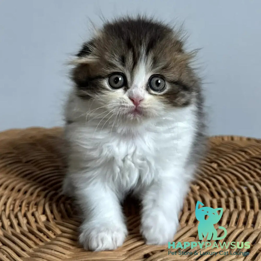 Kash Scottish Fold female black tabby bicolour - live animals