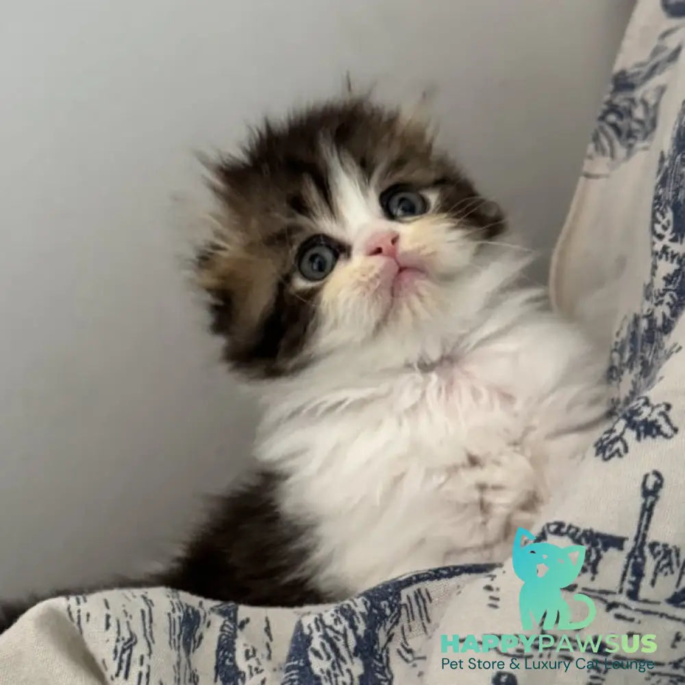 Kash Scottish Fold female black tabby bicolour - live animals