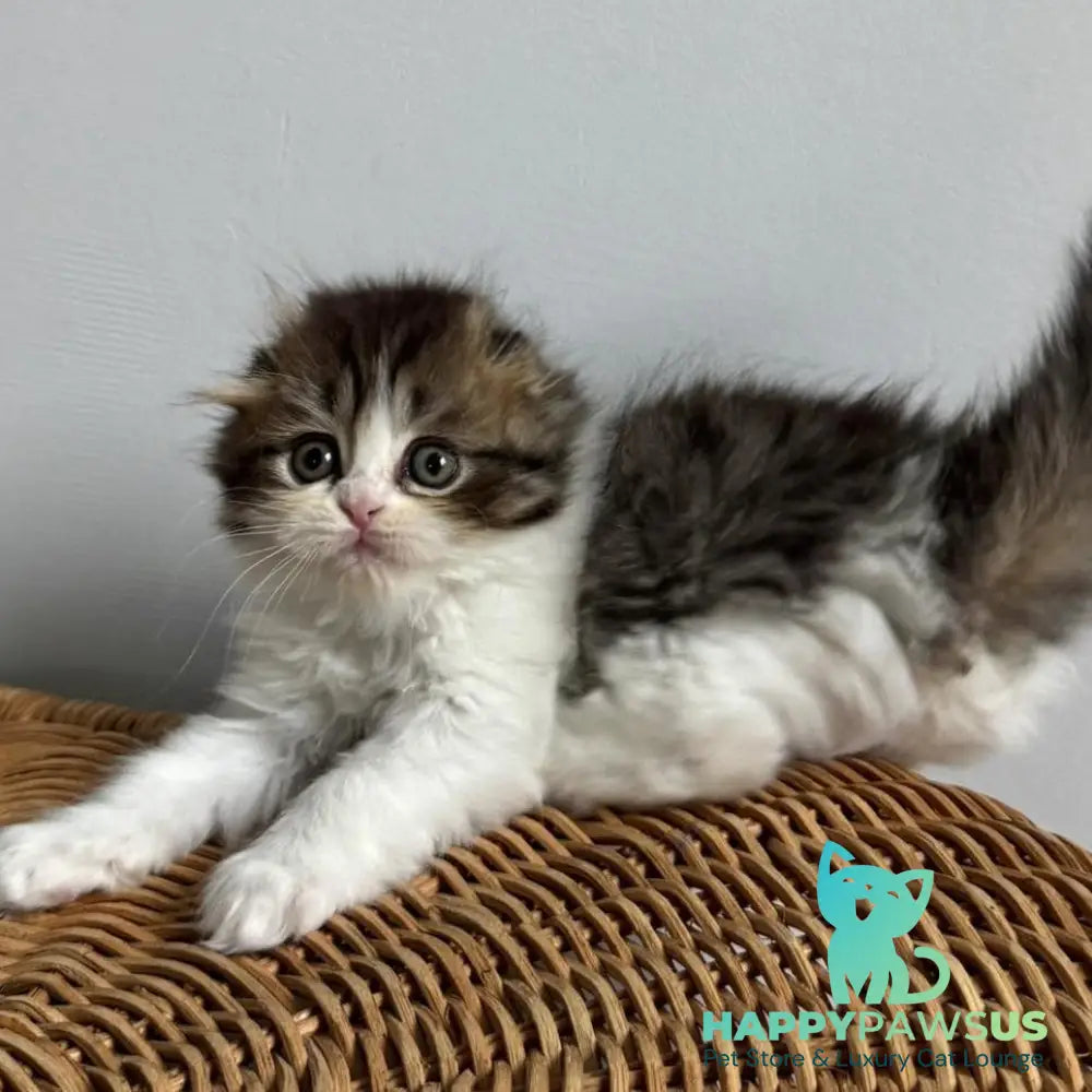 Kash Scottish Fold female black tabby bicolour - live animals
