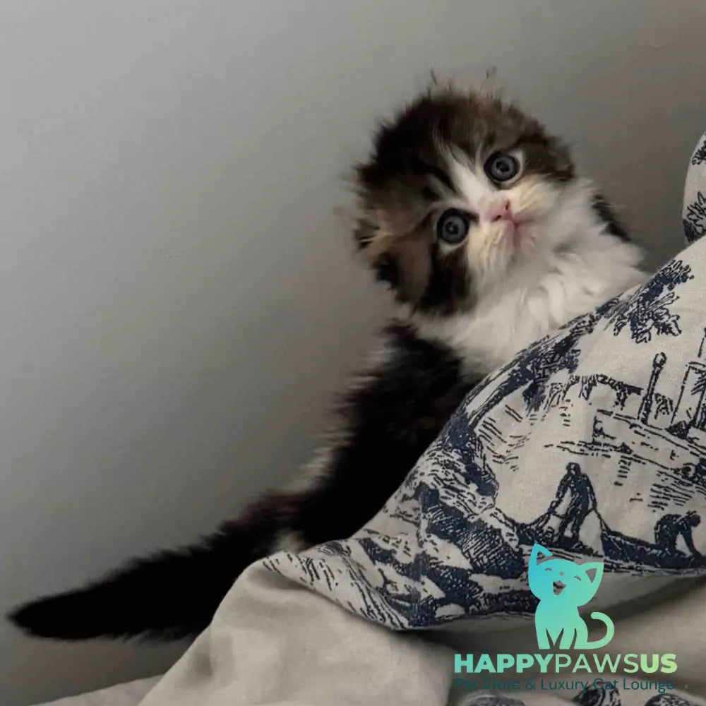 Kash Scottish Fold female black tabby bicolour - live animals