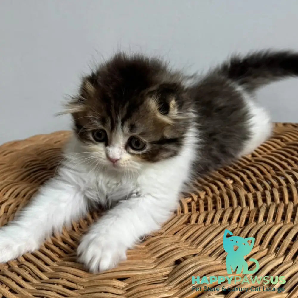 Kash Scottish Fold female black tabby bicolour - live animals