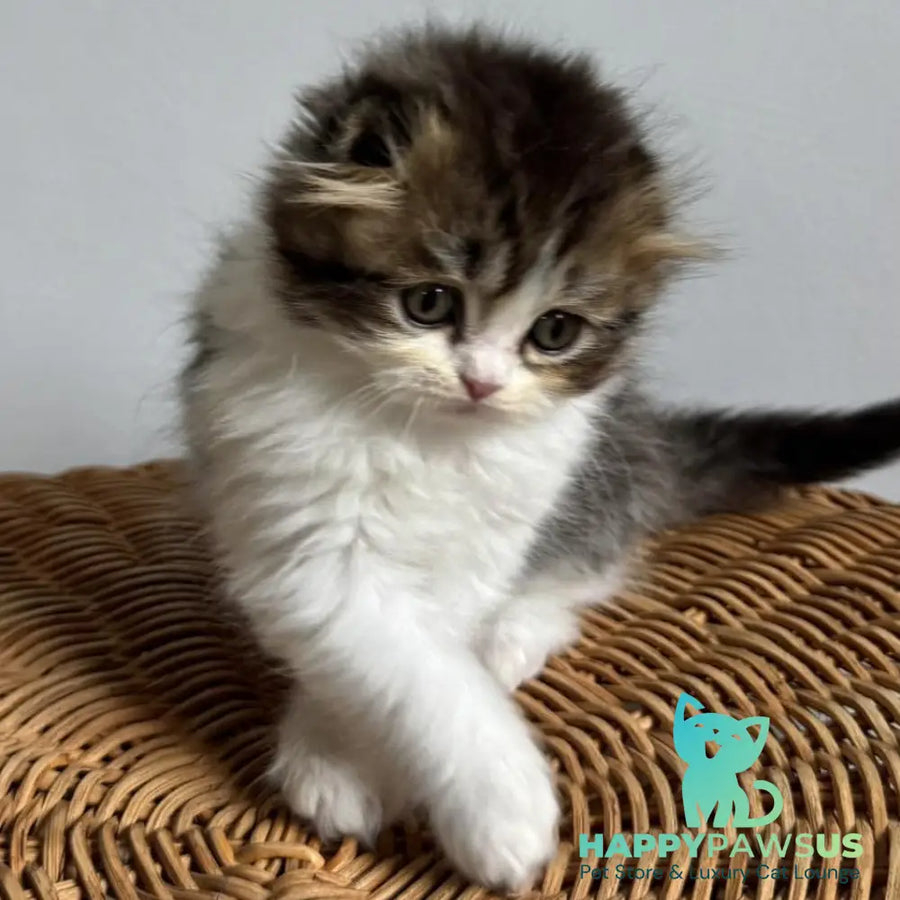 Kash Scottish Fold female black tabby bicolour - live animals