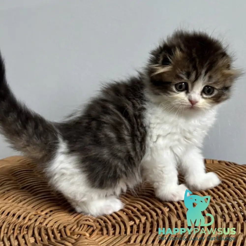 Kash Scottish Fold female black tabby bicolour - live animals