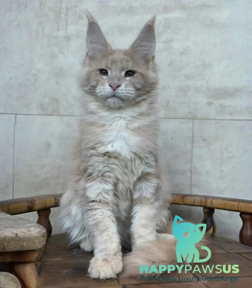 Kasia Maine Coon female cream silver tabby - live animals