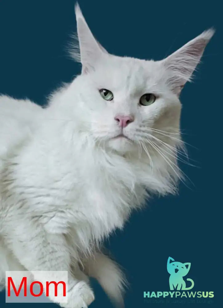 Kasia Maine Coon female cream silver tabby - live animals