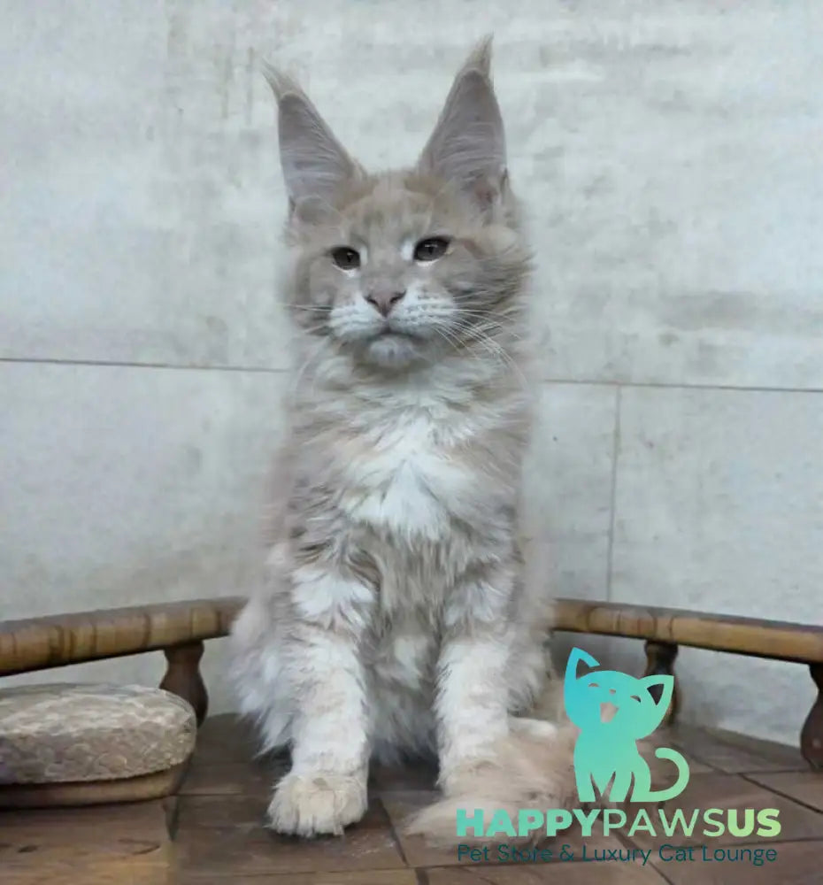Kasia Maine Coon female cream silver tabby - live animals