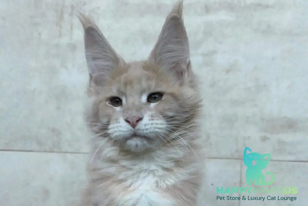 Kasia Maine Coon female cream silver tabby - live animals