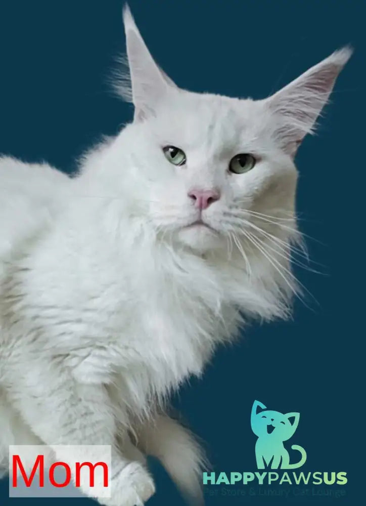 Kasia Maine Coon female cream silver tabby - live animals