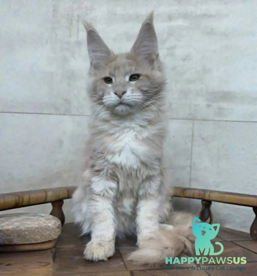 Kasia Maine Coon female cream silver tabby - live animals
