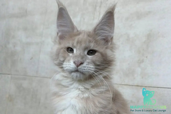 Kasia Maine Coon female cream silver tabby - live animals