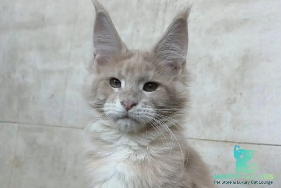 Kasia Maine Coon female cream silver tabby - live animals