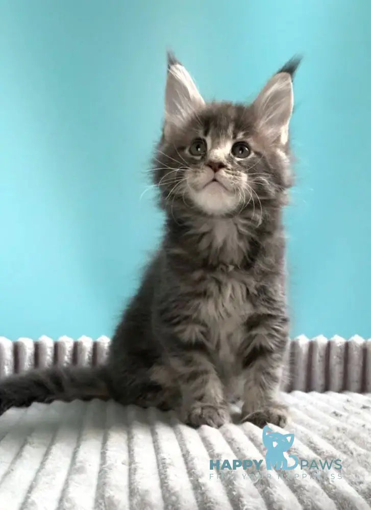 Kasparov Maine Coon male blue tabby live animals