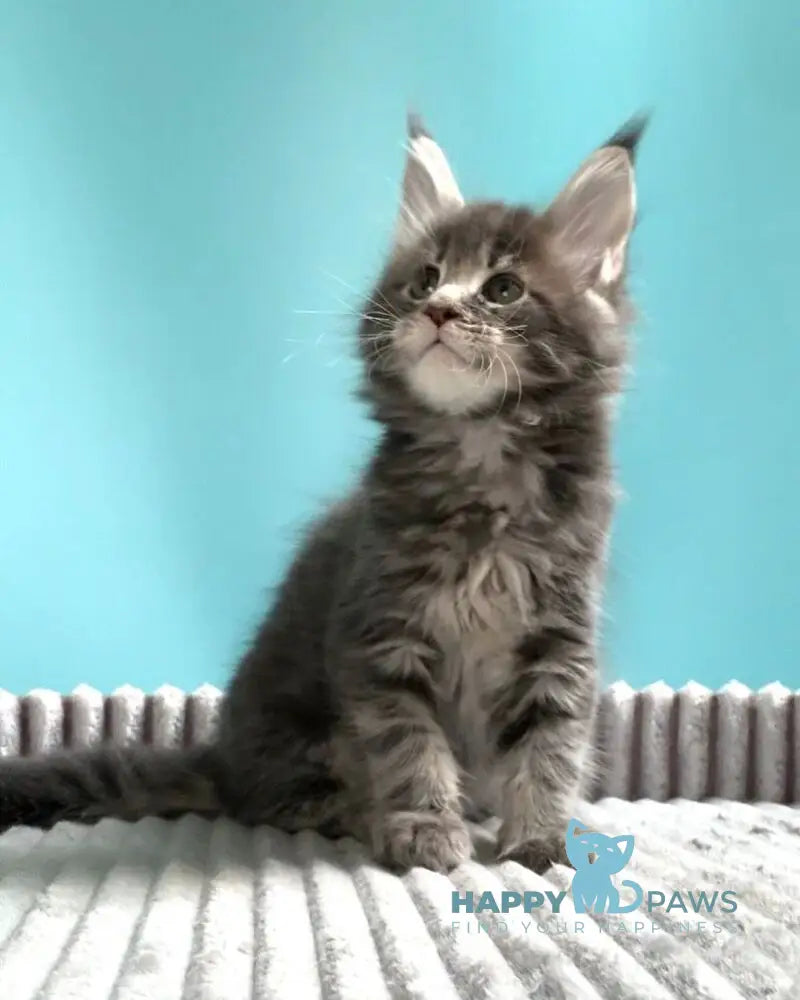 Kasparov Maine Coon male blue tabby live animals