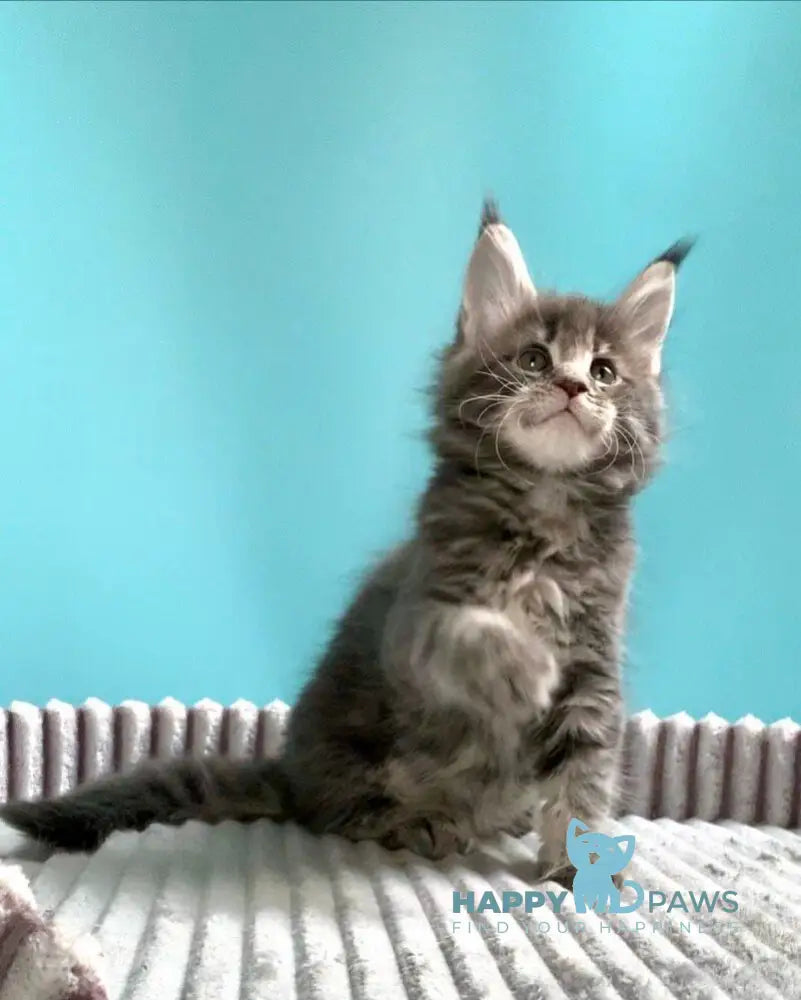 Kasparov Maine Coon male blue tabby live animals