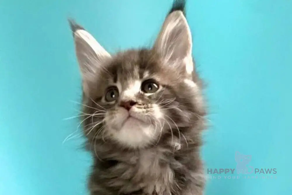 Kasparov Maine Coon male blue tabby live animals