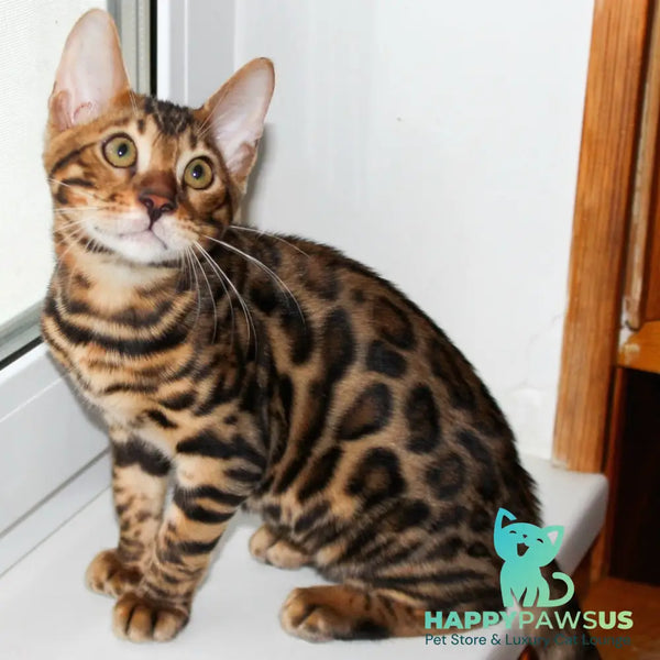 Kasper Bengal male black spotted tabby - live animals