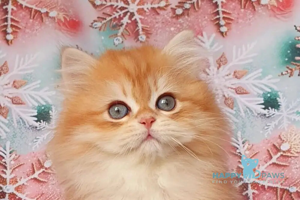 Kasper British Longhair male chocolate golden chinchilla live animals