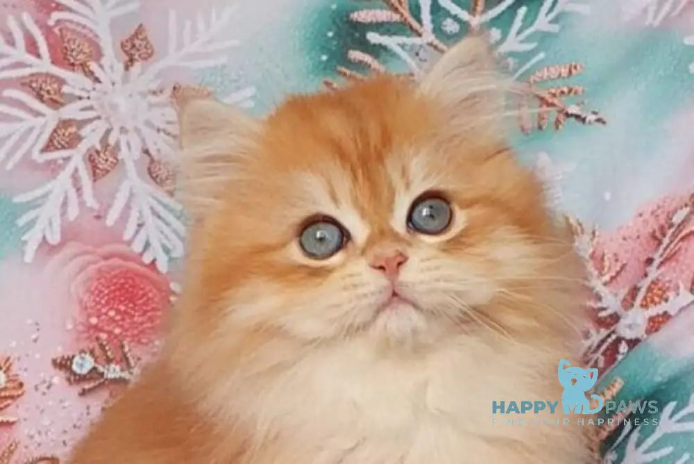 Kasper British Longhair male chocolate golden chinchilla live animals