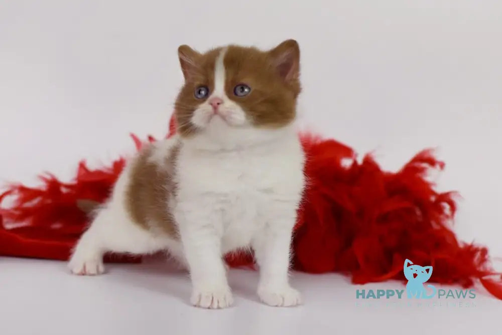 Kasper British Shorthair male cinnamon harlequin live animals