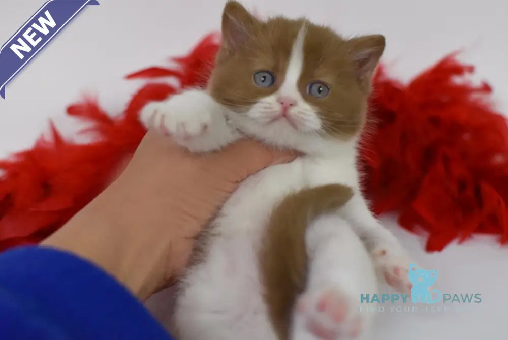 Kasper British Shorthair male cinnamon harlequin live animals