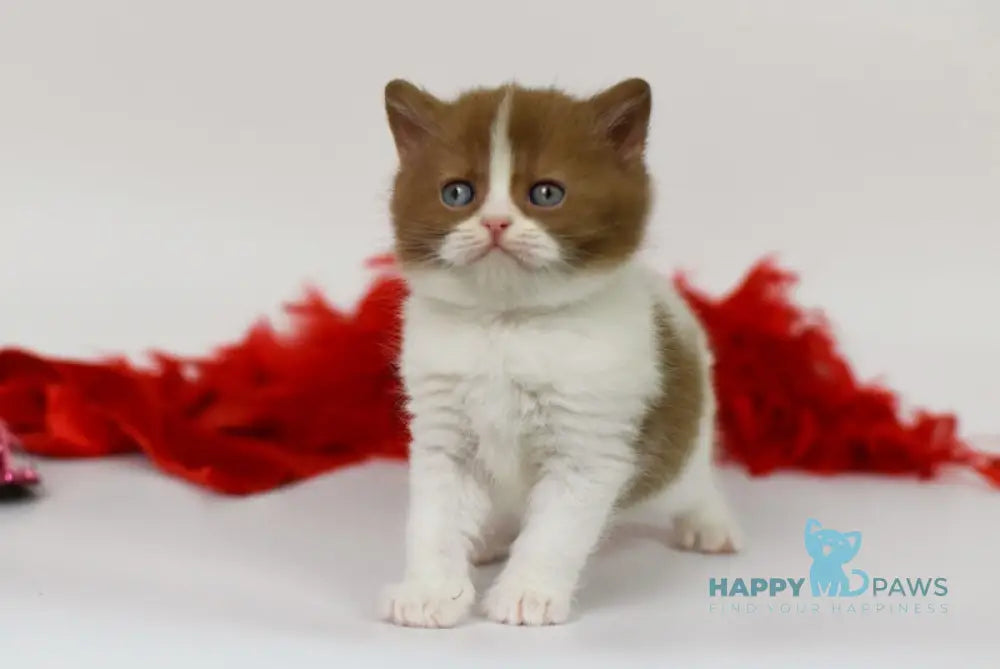 Kasper British Shorthair male cinnamon harlequin live animals
